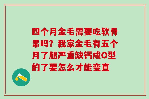 四个月金毛需要吃软骨素吗？我家金毛有五个月了腿严重缺钙成O型的了要怎么才能变直