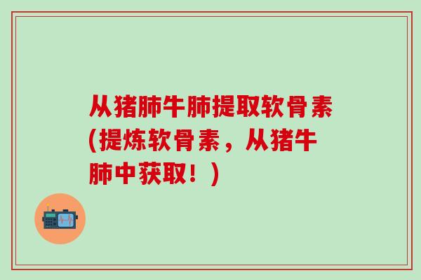 从猪牛提取软骨素(提炼软骨素,从猪牛中获取!) 从猪牛提取软骨素(提炼软骨素,从猪牛中获取!)