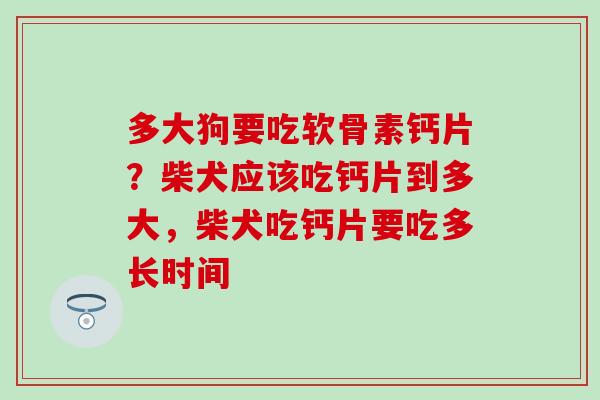 多大狗要吃软骨素钙片？柴犬应该吃钙片到多大，柴犬吃钙片要吃多长时间