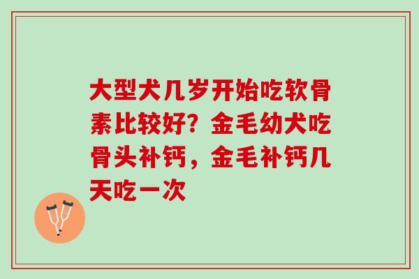 大型犬几岁开始吃软骨素比较好？金毛幼犬吃骨头补钙，金毛补钙几天吃一次