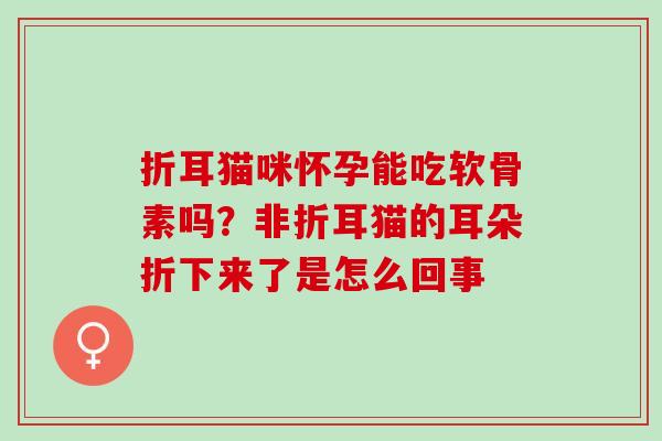 折耳猫咪怀孕能吃软骨素吗？非折耳猫的耳朵折下来了是怎么回事