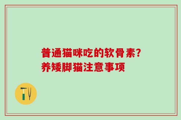普通猫咪吃的软骨素？养矮脚猫注意事项