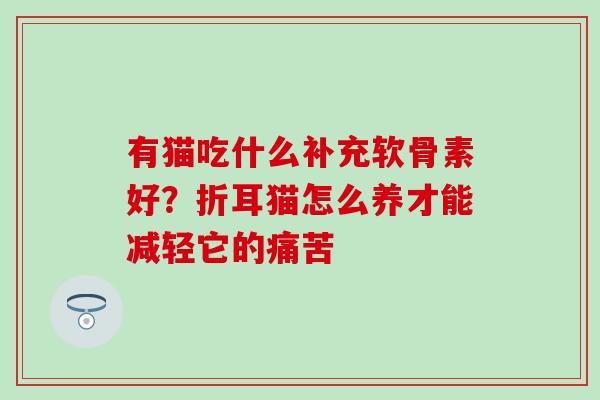 有猫吃什么补充软骨素好？折耳猫怎么养才能减轻它的痛苦