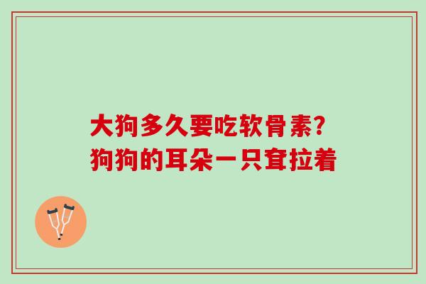 大狗多久要吃软骨素？狗狗的耳朵一只耷拉着