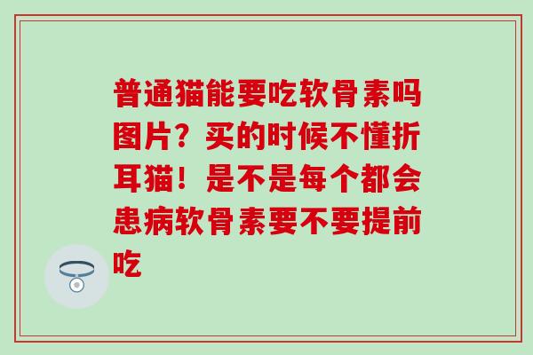 普通猫能要吃软骨素吗图片？买的时候不懂折耳猫！是不是每个都会患病软骨素要不要提前吃