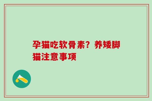孕猫吃软骨素？养矮脚猫注意事项