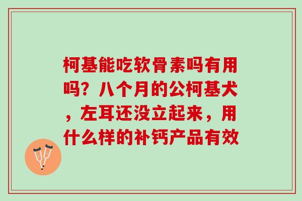 柯基能吃软骨素吗有用吗？八个月的公柯基犬，左耳还没立起来，用什么样的补钙产品有效