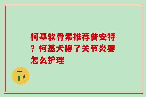 柯基软骨素推荐普安特？柯基犬得了关节炎要怎么护理