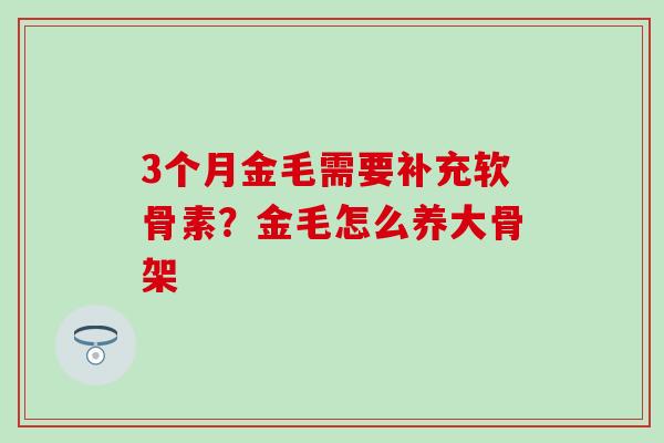 3个月金毛需要补充软骨素？金毛怎么养大骨架
