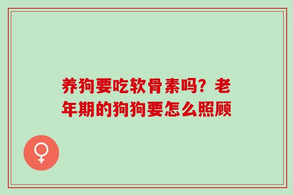 养狗要吃软骨素吗？老年期的狗狗要怎么照顾
