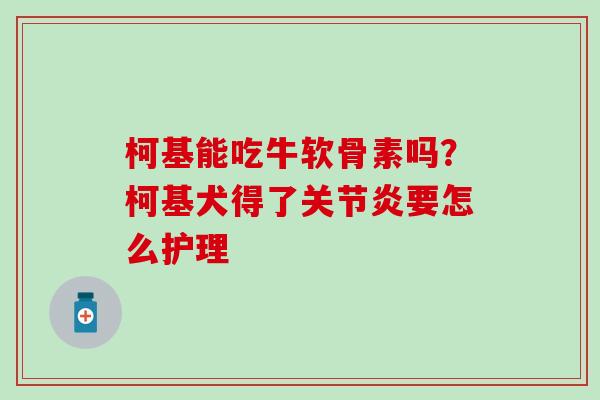 柯基能吃牛软骨素吗？柯基犬得了关节炎要怎么护理