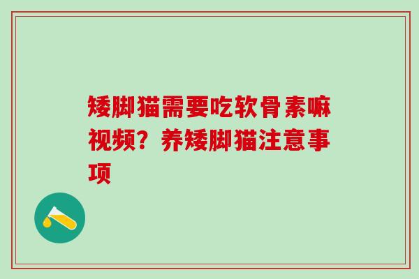 矮脚猫需要吃软骨素嘛视频？养矮脚猫注意事项