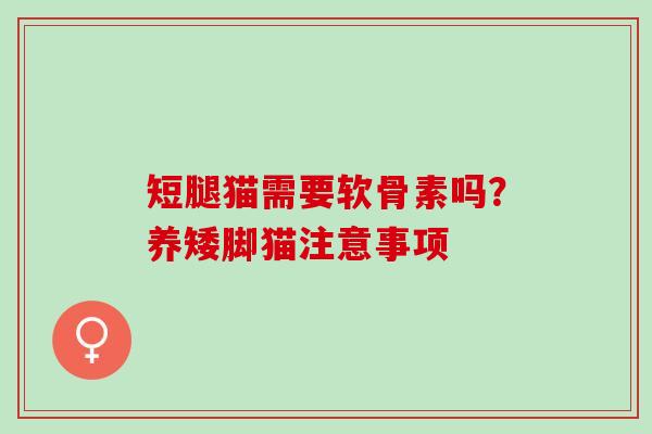 短腿猫需要软骨素吗?养矮脚猫注意事项 短腿猫需要软骨素吗?养矮脚猫注意事项