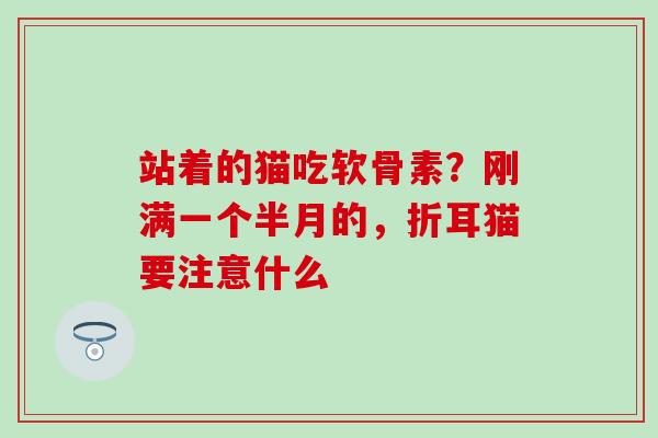 站着的猫吃软骨素？刚满一个半月的，折耳猫要注意什么