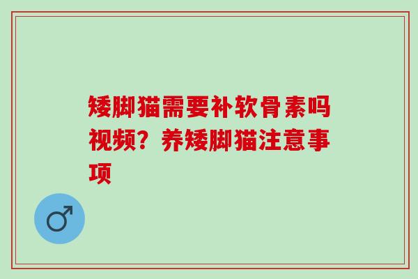 矮脚猫需要补软骨素吗视频？养矮脚猫注意事项