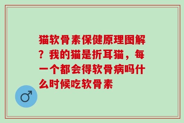 猫软骨素保健原理图解？我的猫是折耳猫，每一个都会得软骨吗什么时候吃软骨素