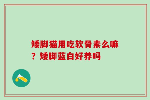 矮脚猫用吃软骨素么嘛？矮脚蓝白好养吗