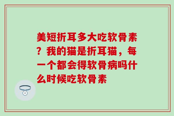 美短折耳多大吃软骨素？我的猫是折耳猫，每一个都会得软骨病吗什么时候吃软骨素