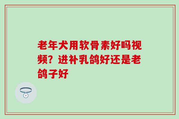 老年犬用软骨素好吗视频？进补乳鸽好还是老鸽子好