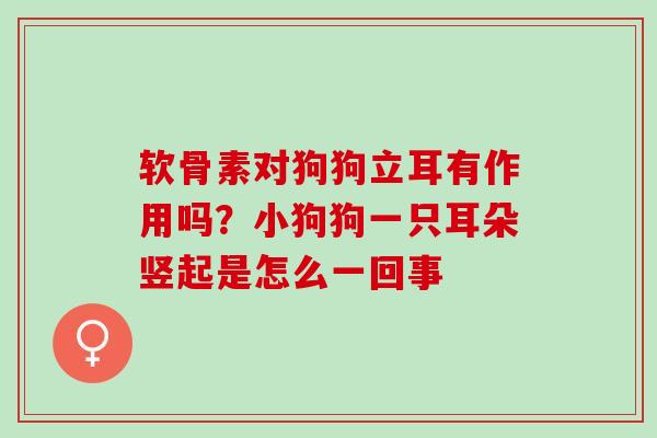 软骨素对狗狗立耳有作用吗？小狗狗一只耳朵竖起是怎么一回事
