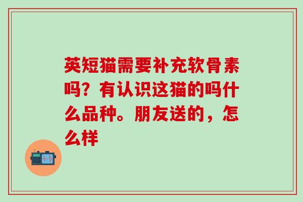 英短猫需要补充软骨素吗？有认识这猫的吗什么品种。朋友送的，怎么样