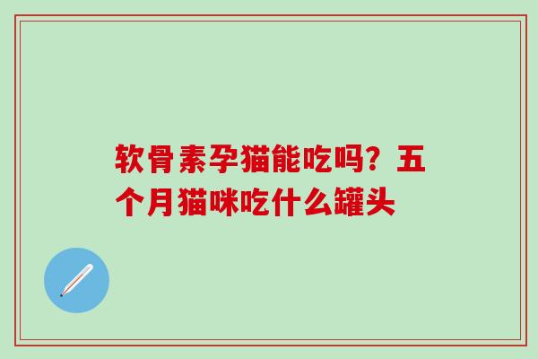 软骨素孕猫能吃吗？五个月猫咪吃什么罐头