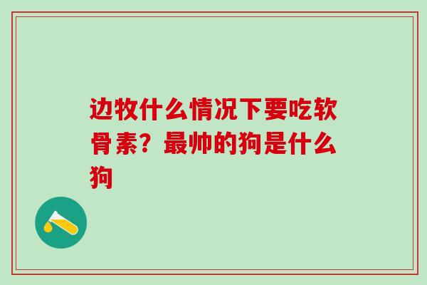 边牧什么情况下要吃软骨素？最帅的狗是什么狗