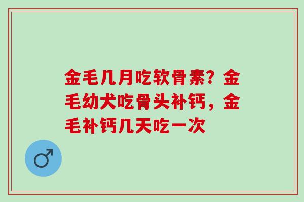 金毛几月吃软骨素？金毛幼犬吃骨头补钙，金毛补钙几天吃一次