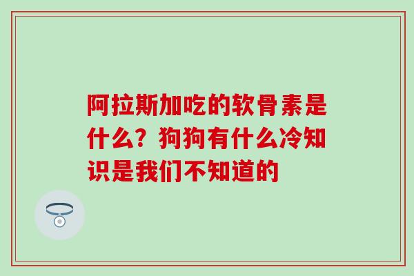 阿拉斯加吃的软骨素是什么？狗狗有什么冷知识是我们不知道的