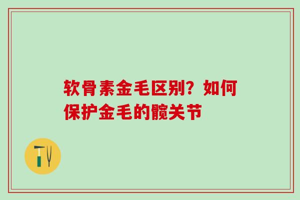 软骨素金毛区别？如何保护金毛的髋关节
