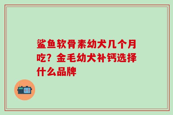 鲨鱼软骨素幼犬几个月吃？金毛幼犬补钙选择什么品牌