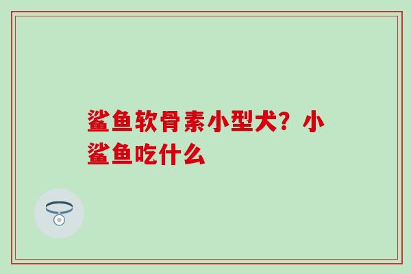 鲨鱼软骨素小型犬？小鲨鱼吃什么