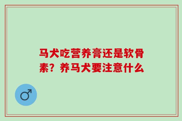 马犬吃营养膏还是软骨素？养马犬要注意什么