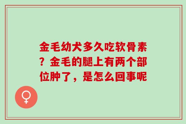 金毛幼犬多久吃软骨素？金毛的腿上有两个部位肿了，是怎么回事呢