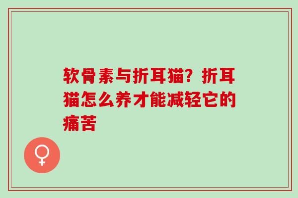 软骨素与折耳猫？折耳猫怎么养才能减轻它的痛苦