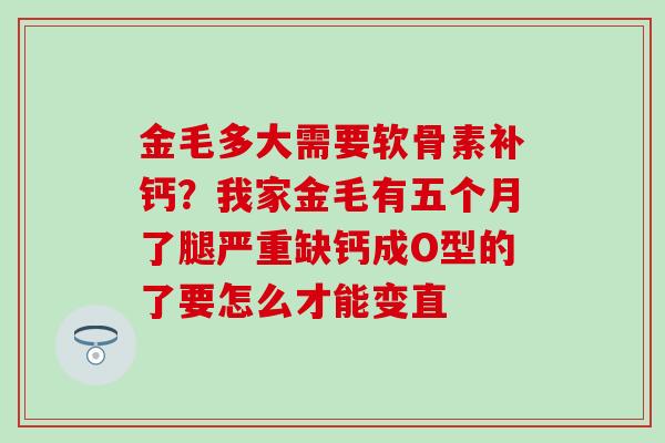金毛多大需要软骨素补钙？我家金毛有五个月了腿严重缺钙成O型的了要怎么才能变直