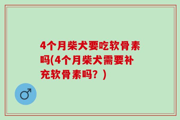 4个月柴犬要吃软骨素吗(4个月柴犬需要补充软骨素吗？)