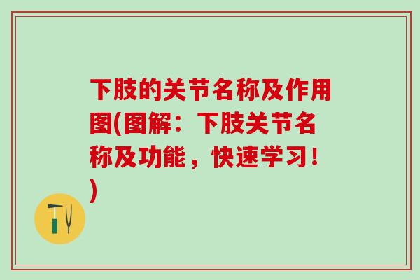 下肢的关节名称及作用图(图解：下肢关节名称及功能，快速学习！)