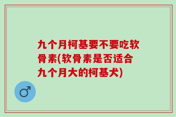 九个月柯基要不要吃软骨素(软骨素是否适合九个月大的柯基犬)