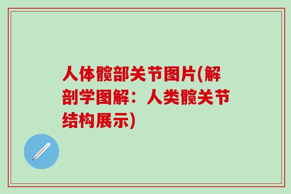 人体髋部关节图片(解剖学图解：人类髋关节结构展示)