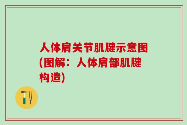人体肩关节肌腱示意图(图解：人体肩部肌腱构造)
