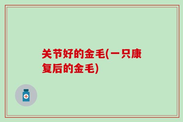关节好的金毛(一只康复后的金毛)