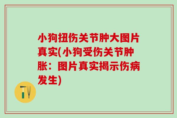 小狗扭伤关节肿大图片真实(小狗受伤关节：图片真实揭示伤发生)