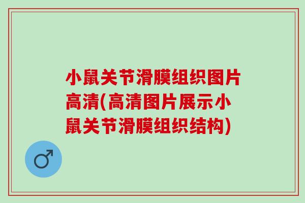 小鼠关节滑膜组织图片高清(高清图片展示小鼠关节滑膜组织结构)