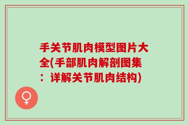 手关节肌肉模型图片大全(手部肌肉解剖图集：详解关节肌肉结构)