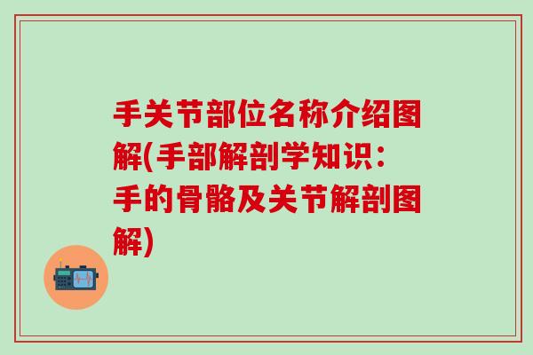 手关节部位名称介绍图解(手部解剖学知识：手的骨骼及关节解剖图解)