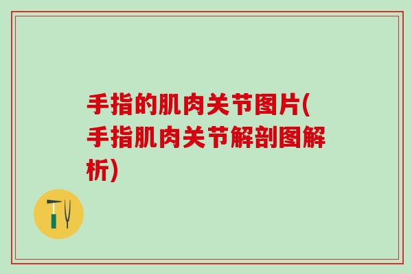 手指的肌肉关节图片(手指肌肉关节解剖图解析)