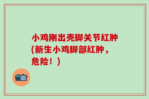 小鸡刚出壳脚关节红肿(新生小鸡脚部红肿，危险！)