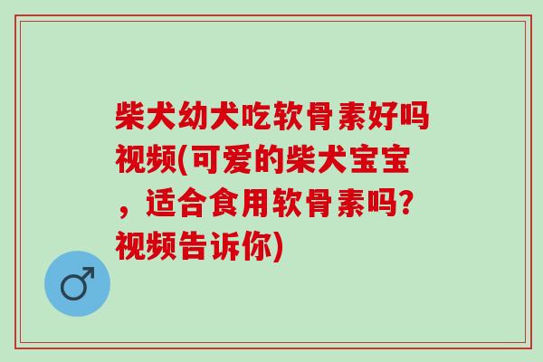 柴犬幼犬吃软骨素好吗视频(可爱的柴犬宝宝，适合食用软骨素吗？视频告诉你)