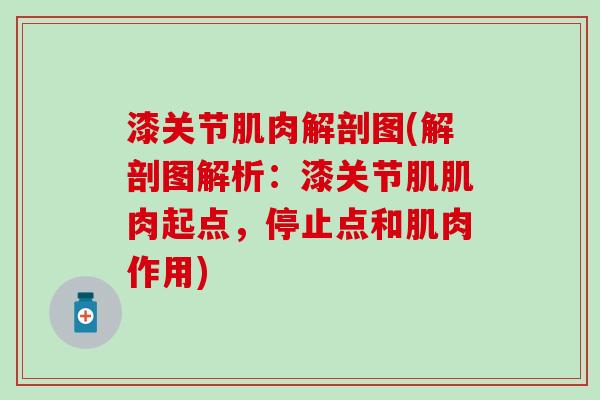漆关节肌肉解剖图(解剖图解析：漆关节肌肌肉起点，停止点和肌肉作用)